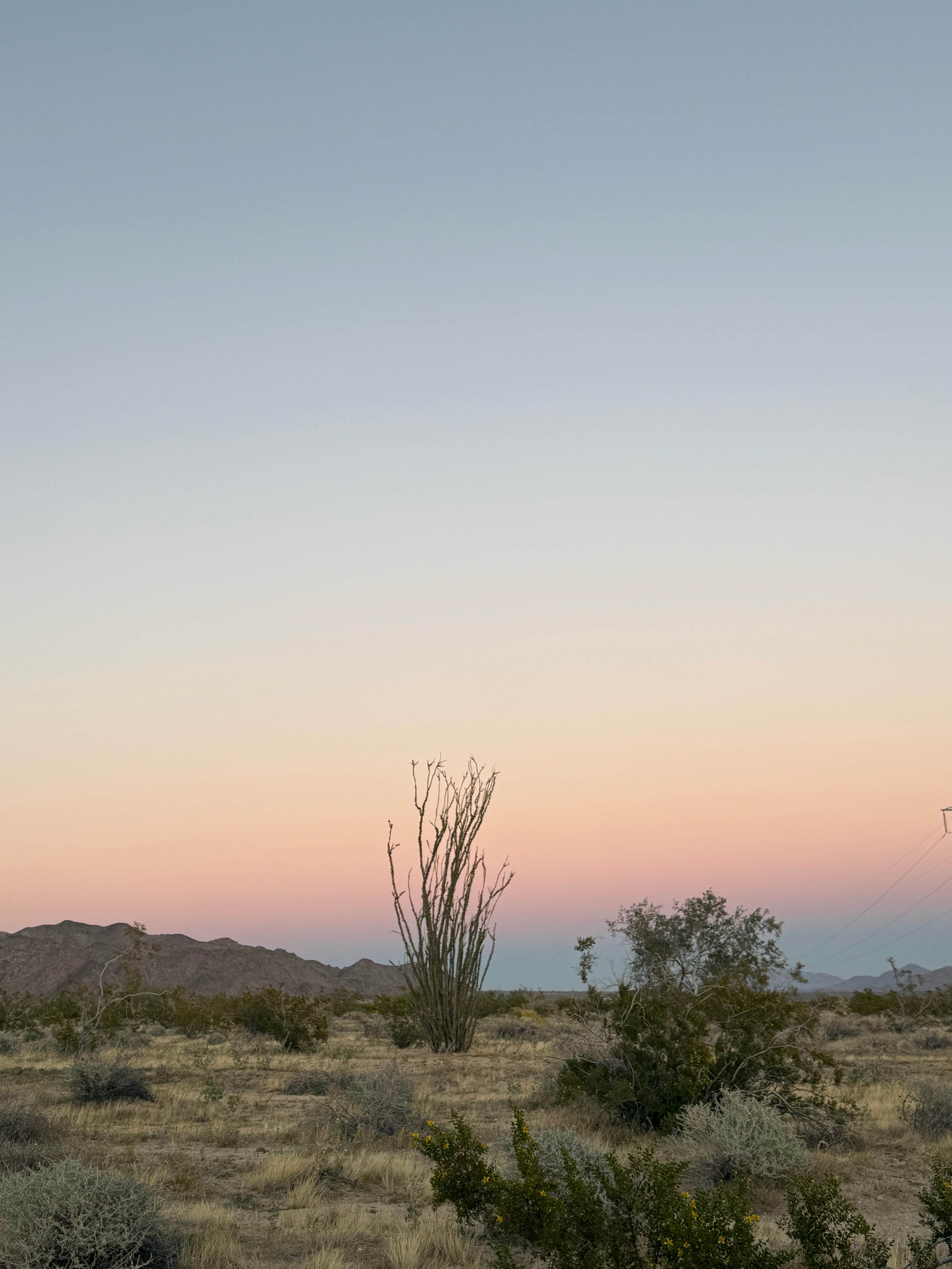Camper-submitted photo at Joshua tree BLM by entrance near Salton City, CA