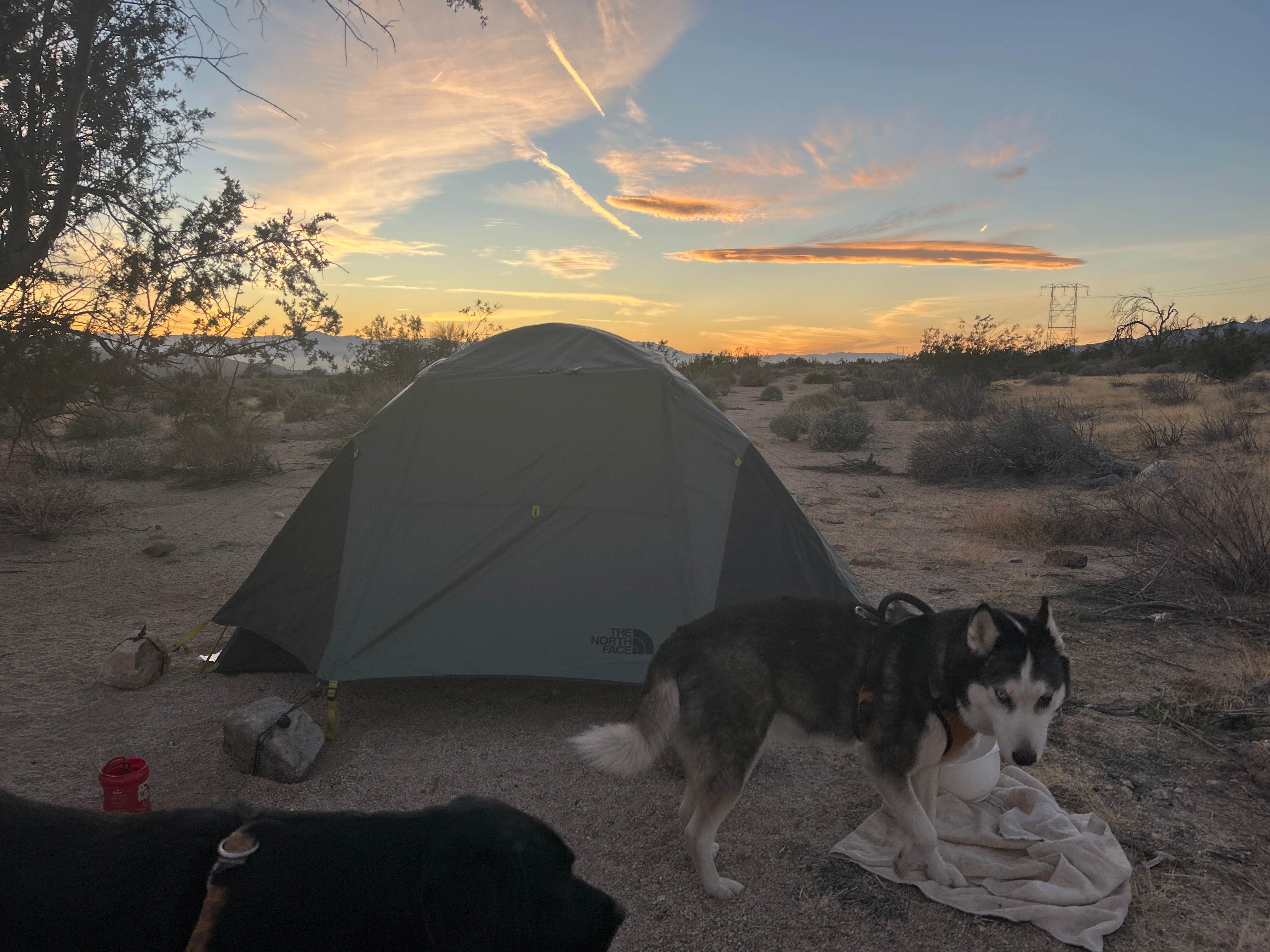 Scott S.'s photo of camping with pets at Joshua tree BLM by entrance near Joshua Tree National Park