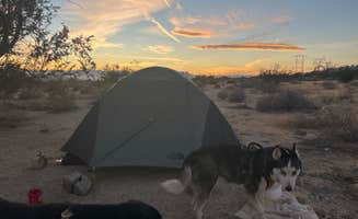 Scott S.'s photo of camping with pets at Joshua tree BLM by entrance near Niland, CA