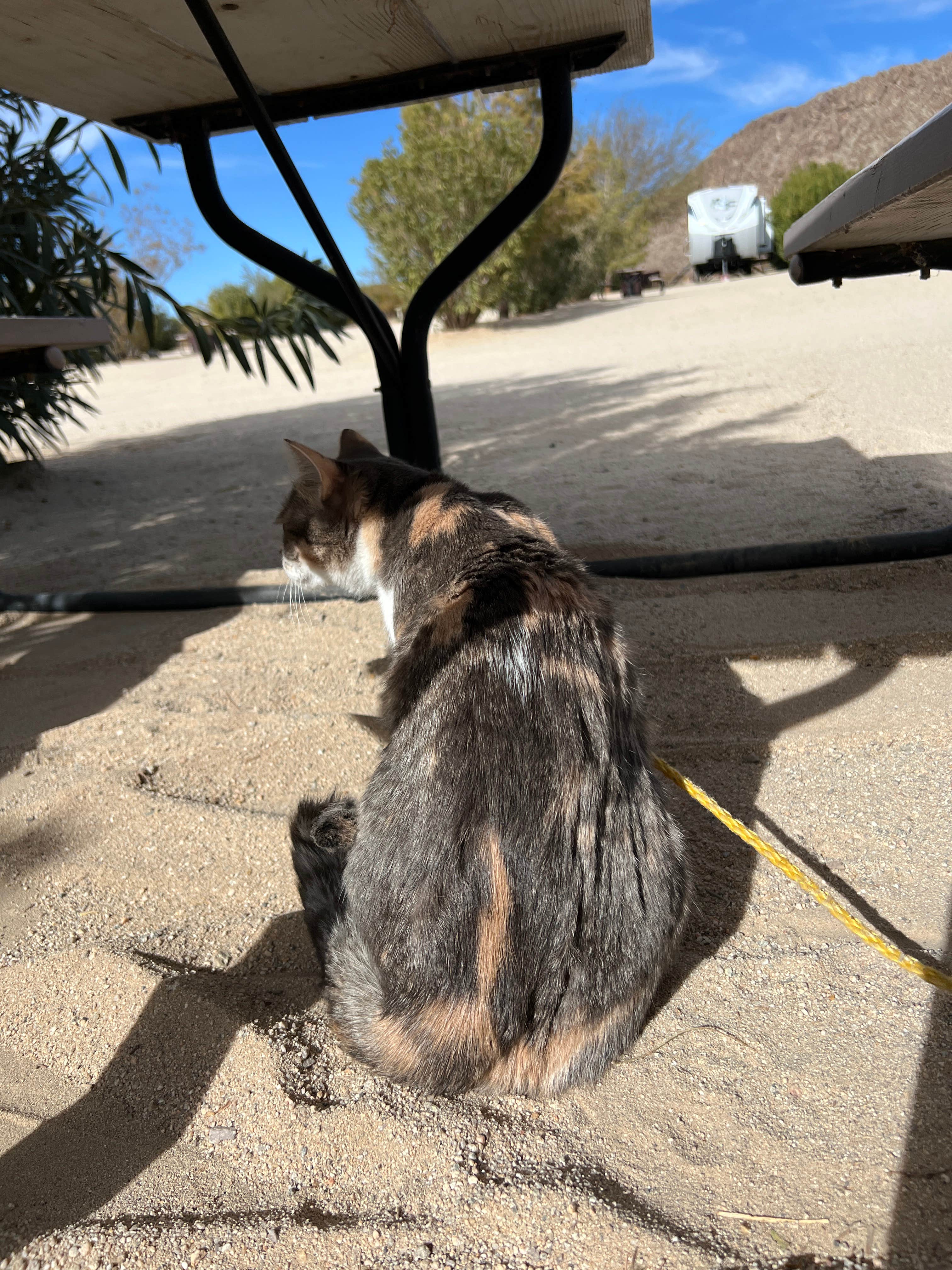 Ava C.'s photo of camping with pets at Joshua Tree Lake RV & Campground near Twentynine Palms, CA