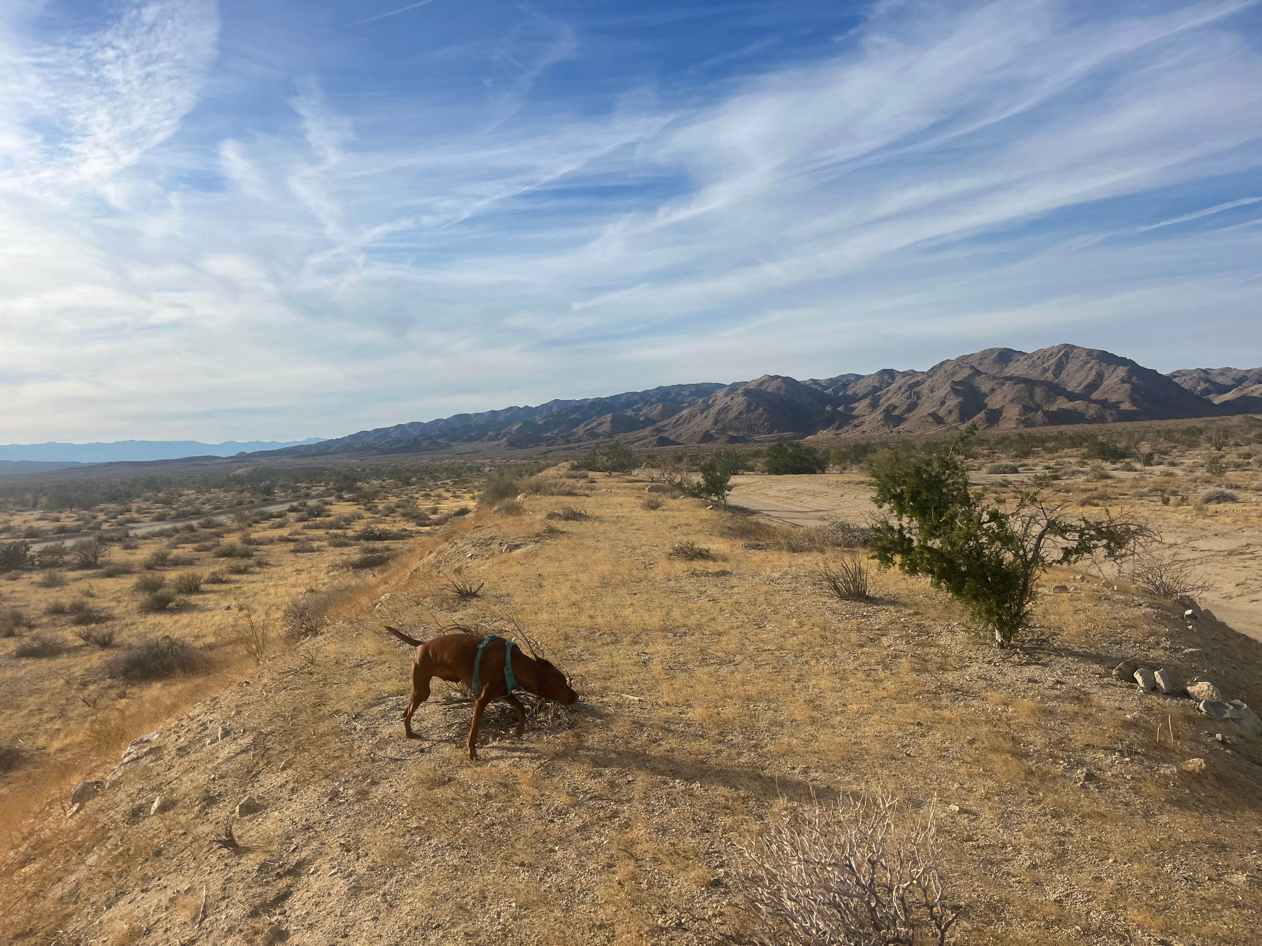 Sarah M.'s photo of camping with pets at Joshua Tree South Dispersed Camping near Joshua Tree National Park