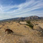 Review photo of Joshua Tree South Dispersed Camping by Sarah M., November 26, 2023