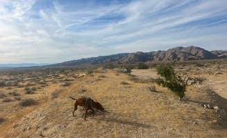 Sarah M.'s photo of camping with pets at Joshua Tree South Dispersed Camping near Niland, CA