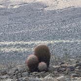 Review photo of Joshua Tree South Entrance by Andrew H., April 26, 2026