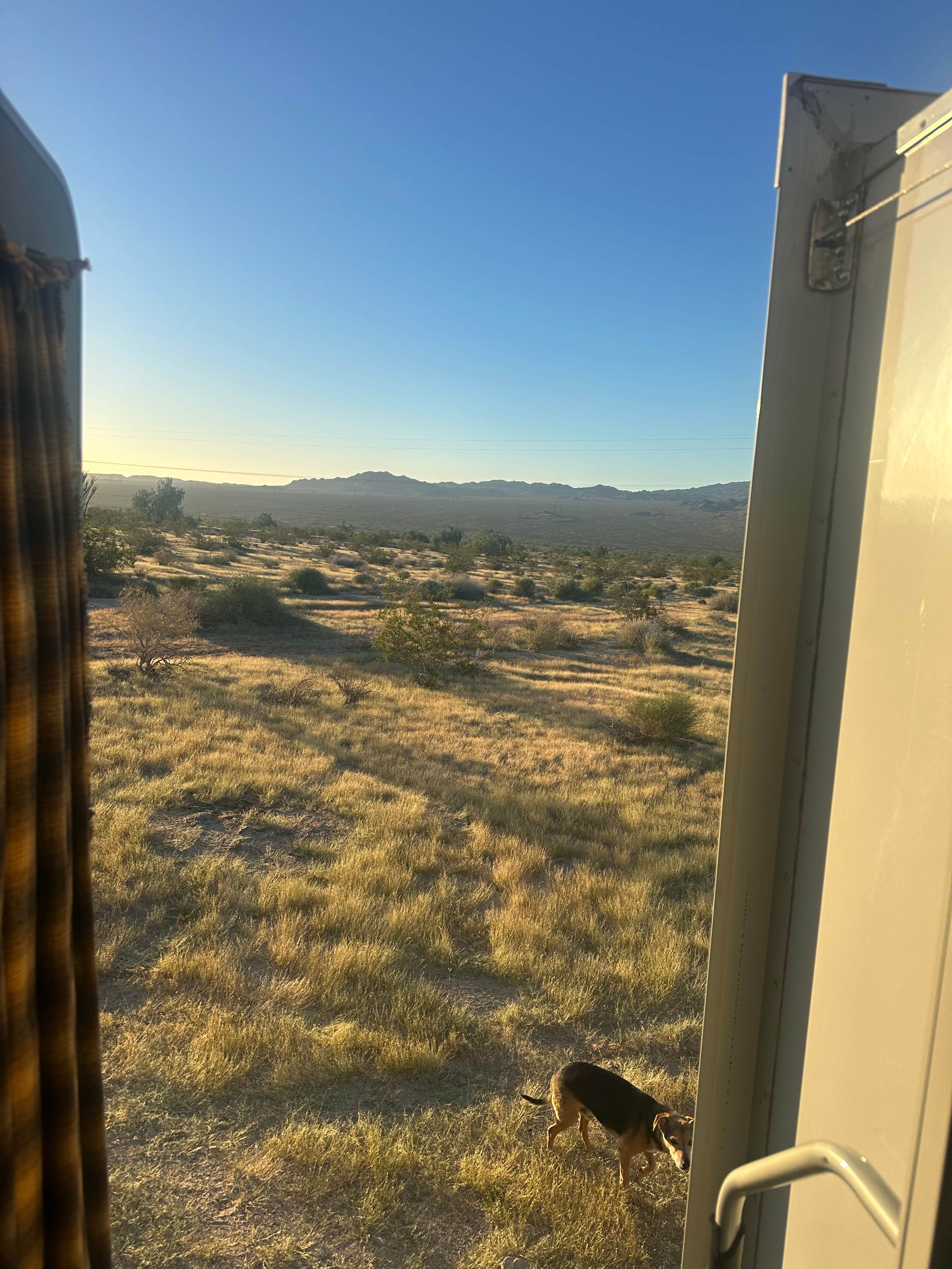 Alisa P.'s photo of camping with pets at Joshua Tree South Entrance near Thermal, CA