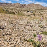 Review photo of Joshua Tree South - BLM Dispersed by Christie , March 8, 2026
