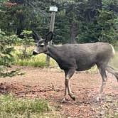 Review photo of Jubilee Lake Campground (Or) — Umatilla National Forest by Jon and Jenny P., October 4, 2024