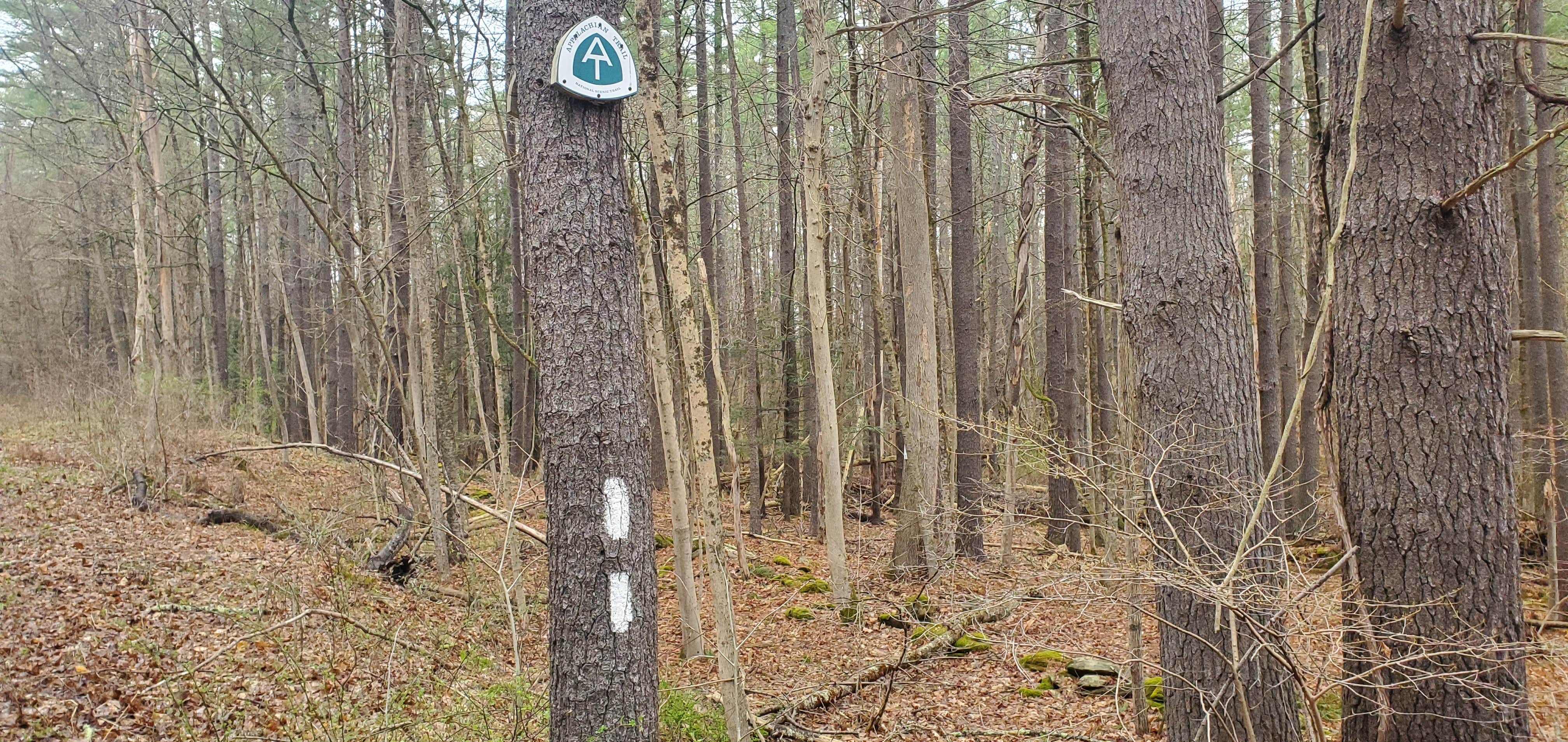 Camper-submitted photo at Jug End Dispersed — Appalachian National Scenic Trail near Tolland, MA