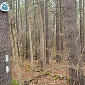 Review photo of Jug End Dispersed — Appalachian National Scenic Trail by Sue B., May 6, 2026