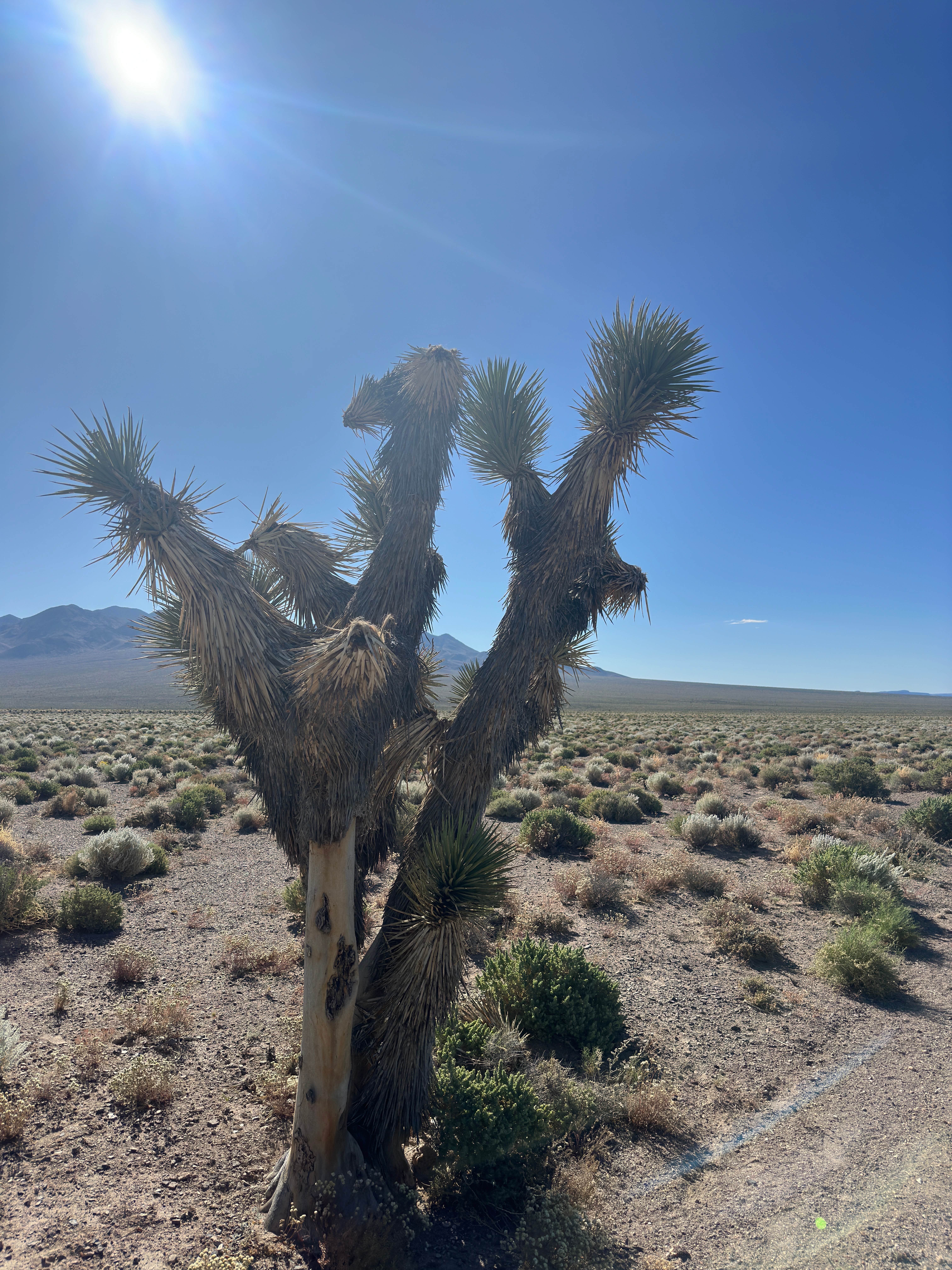 Camper-submitted photo at Junction 95 & 266 Dispersed Site near Tonopah, NV