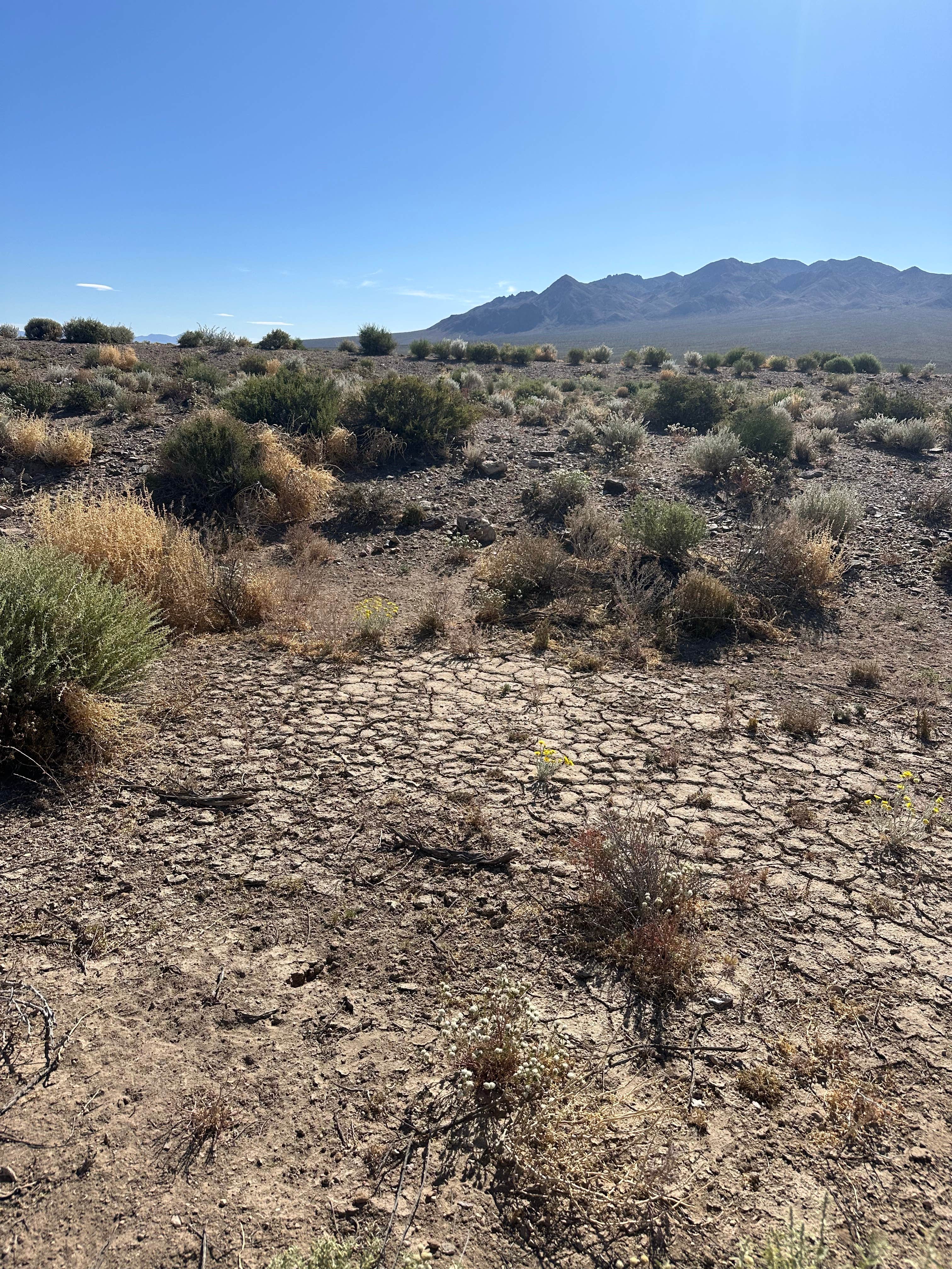 Camper-submitted photo at Junction 95 & 266 Dispersed Site near Tonopah, NV