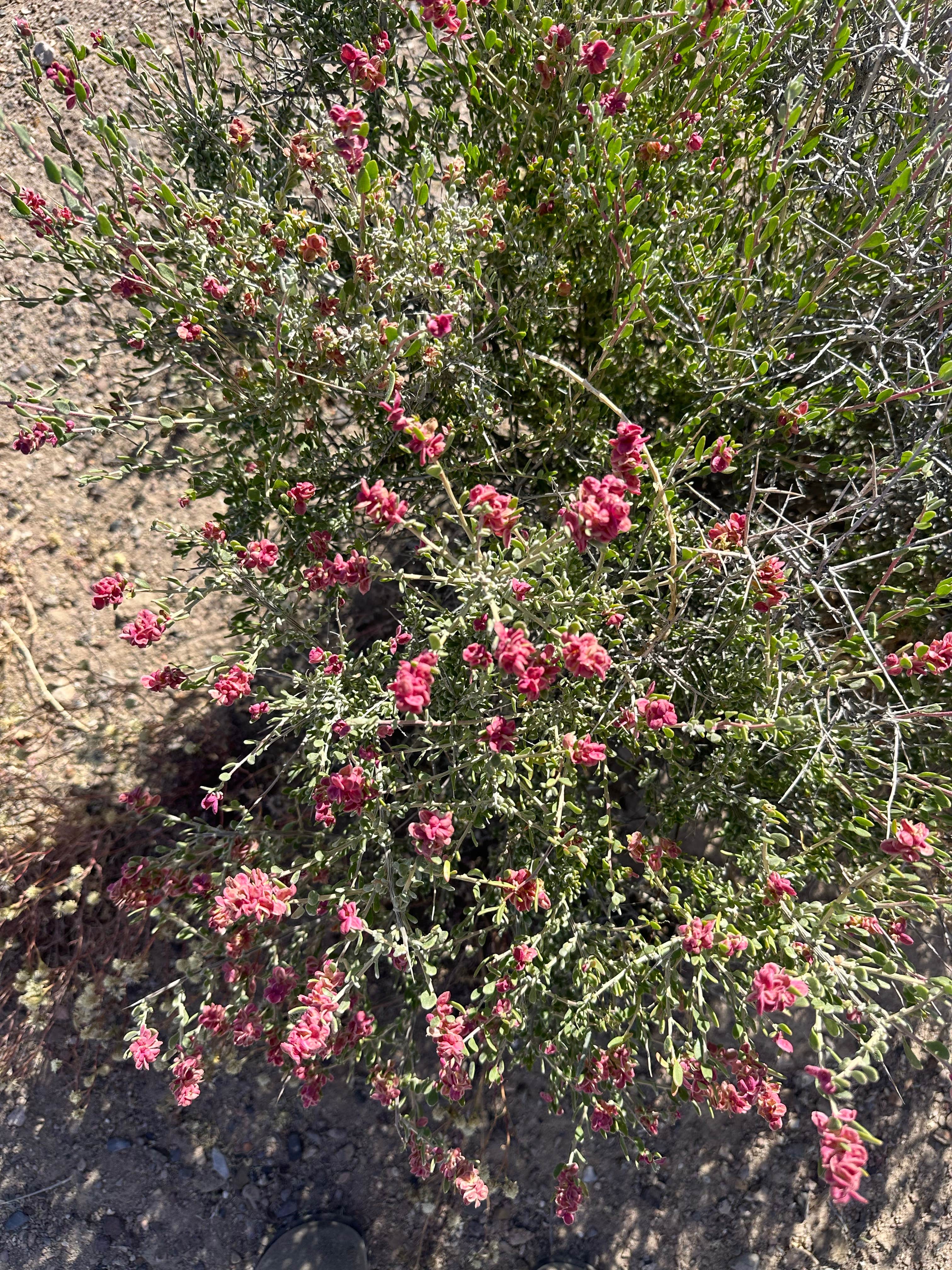 Camping near Clark's Custom Camp: Junction 95 & 266 Dispersed Site, Tonopah, Nevada