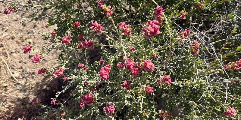 Camper submitted image from Junction 95 & 266 Dispersed Site