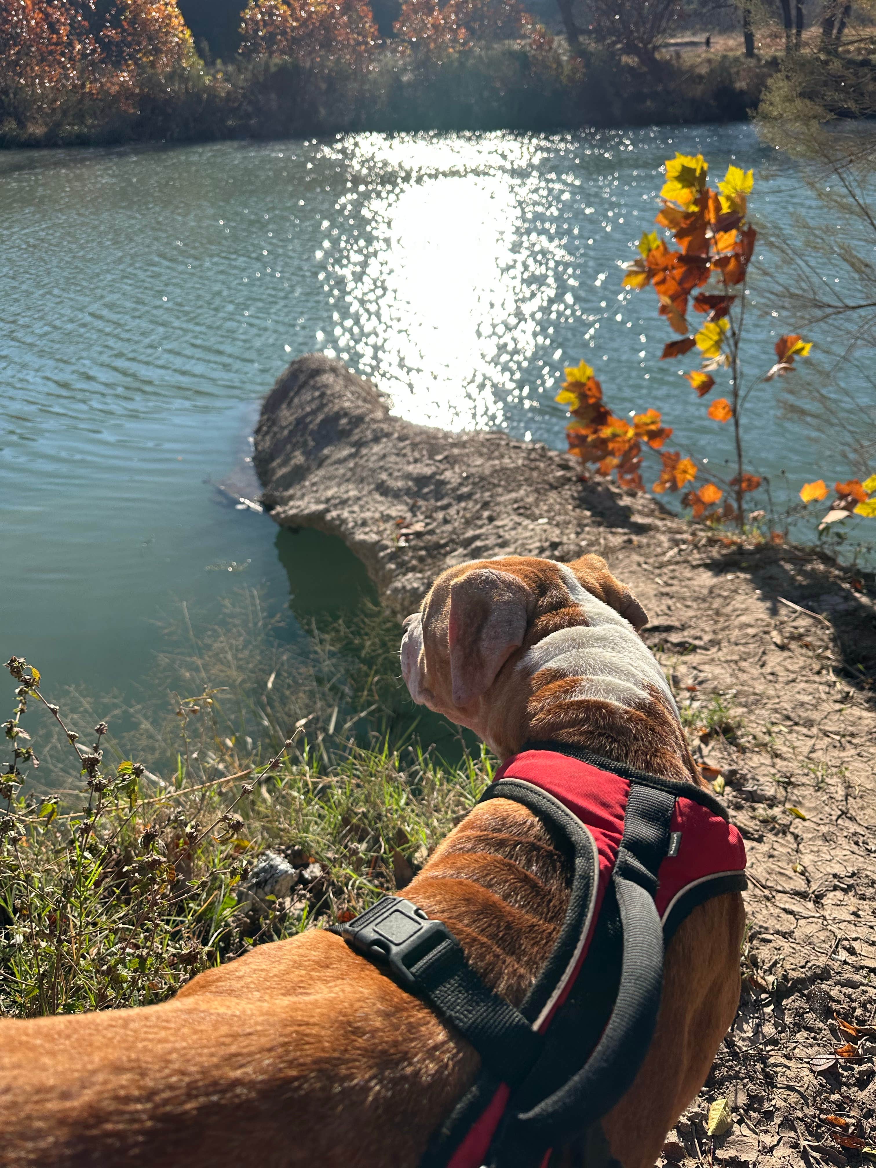 Gary F.'s photo of camping with pets at Junction City Park near Junction, TX