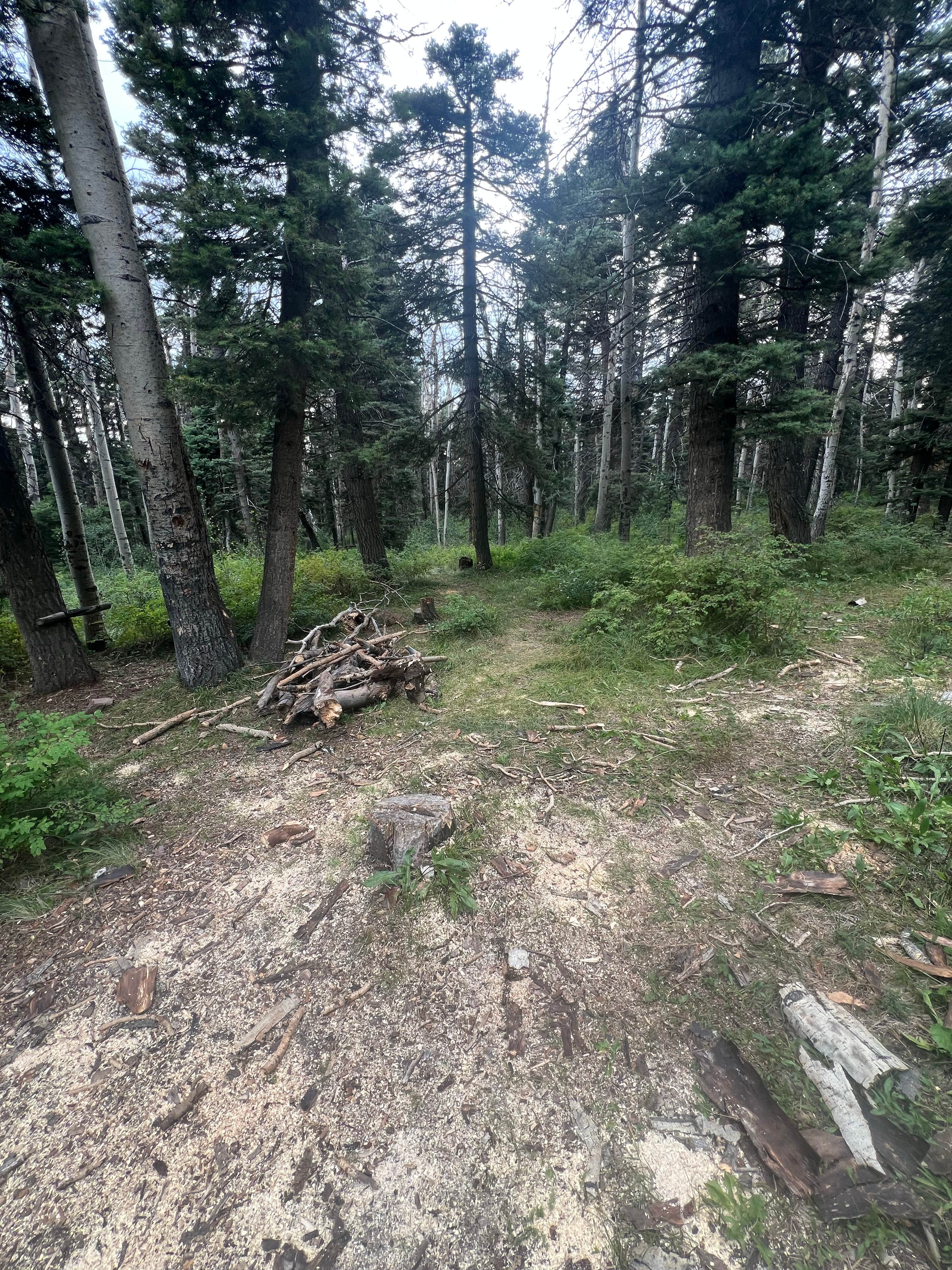 Camper-submitted photo at Junction Creek Rd Dispersed near Purgatory, CO