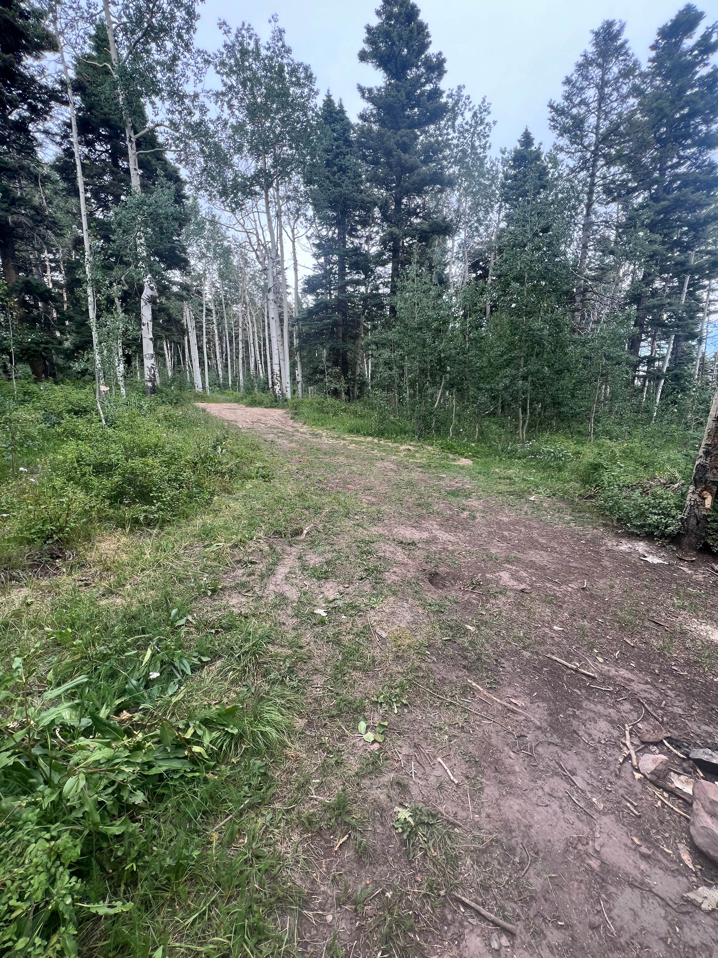 Camping near Missionary Ridge Road: Junction Creek Rd Dispersed, Purgatory, Colorado