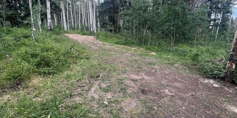 Camper submitted image from Junction Creek Rd Dispersed