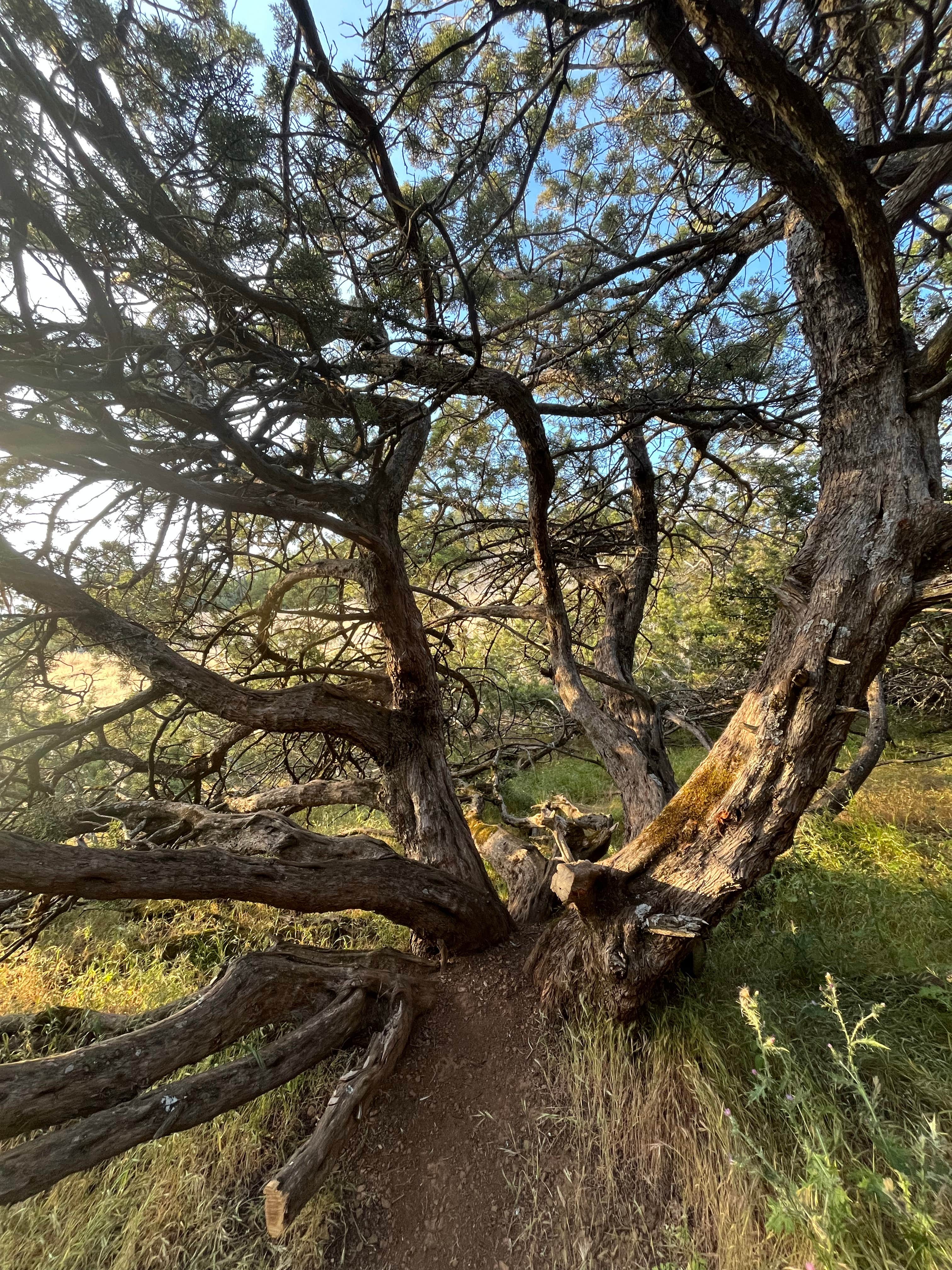 Camper submitted image from Juniper Campground — Mount Diablo State Park - 1