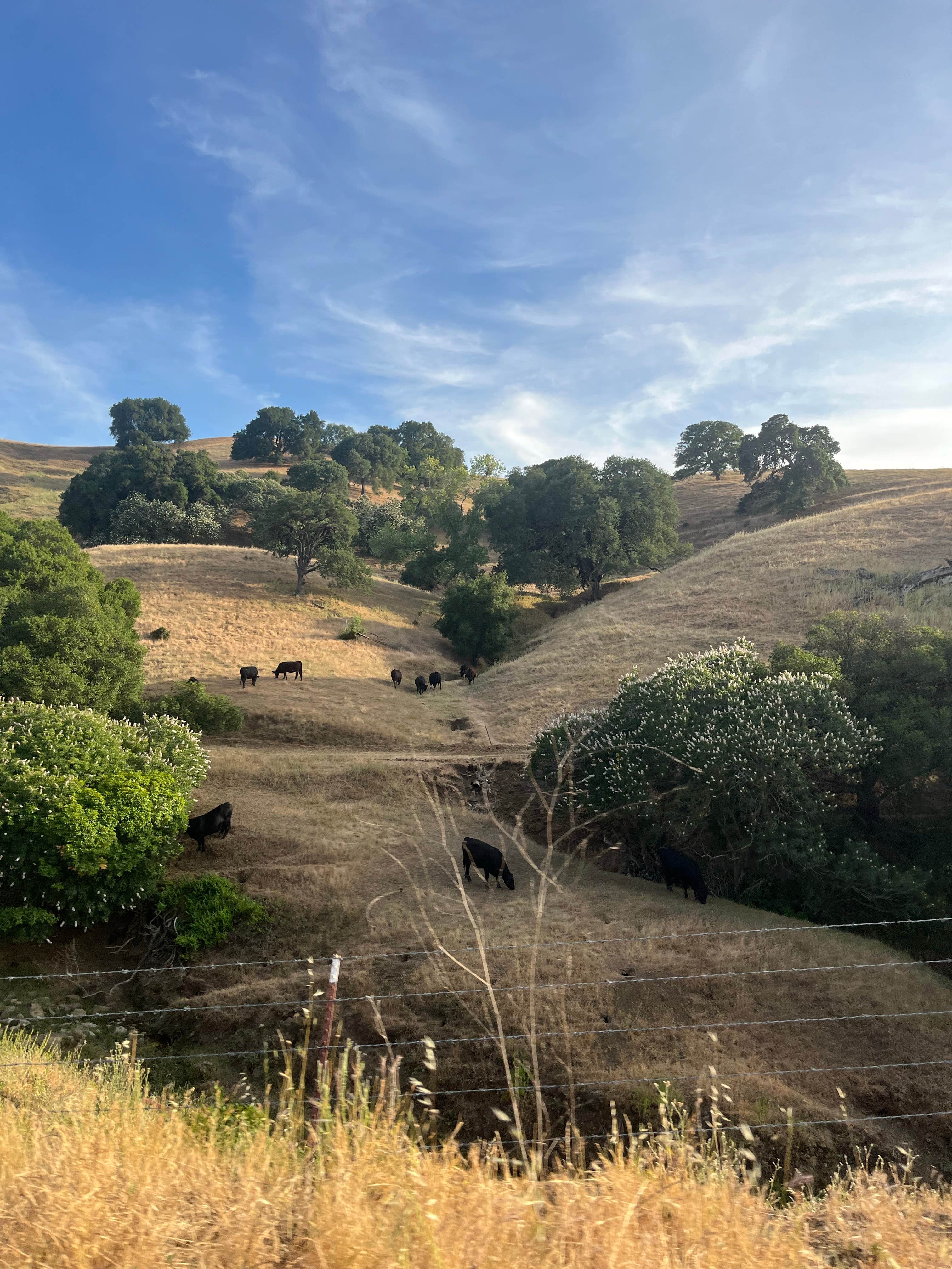 Camper submitted image from Juniper Campground — Mount Diablo State Park - 5