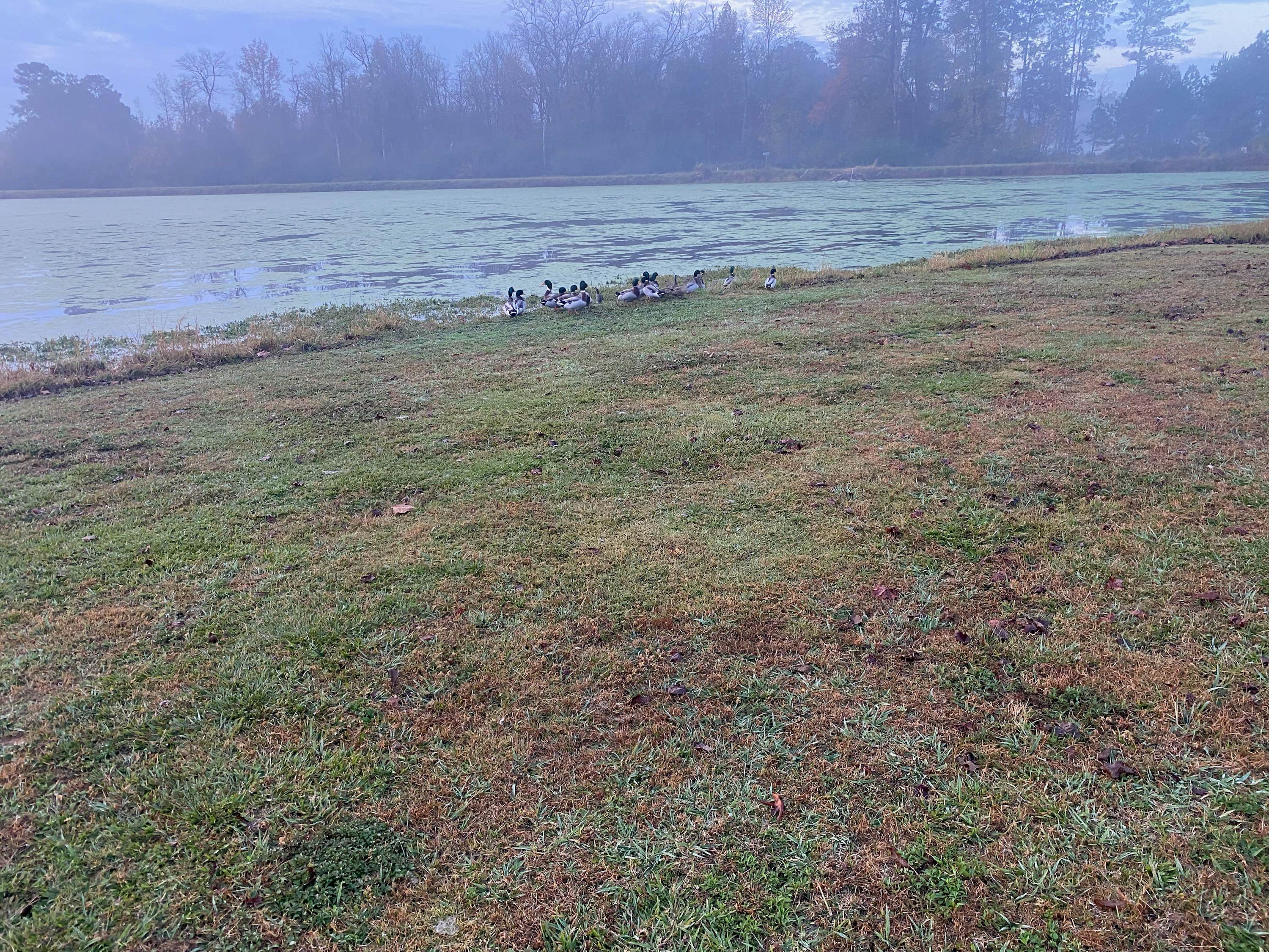 Camper submitted image from JCO Campground at Lee Baysden Pond - 3