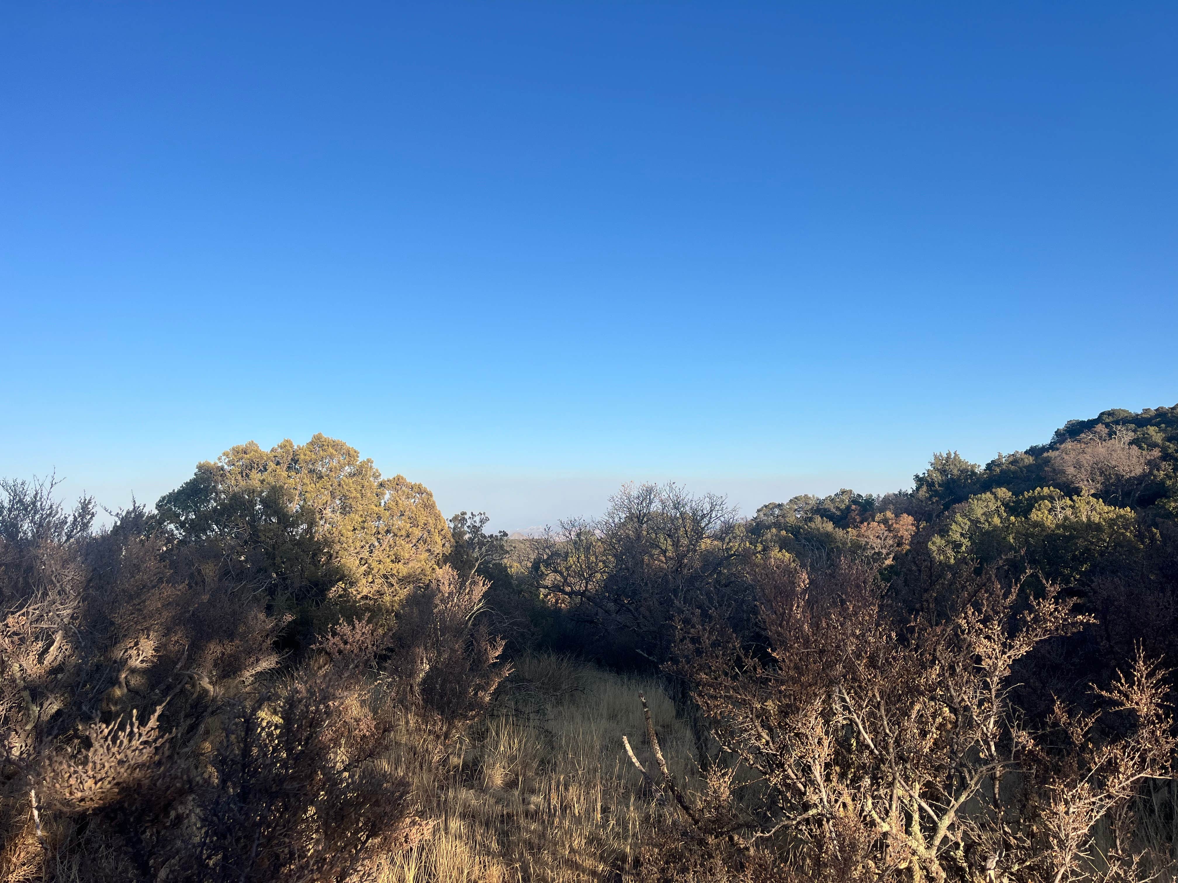 Taz G.'s photo of a dispersed camping area at Upper Juniper Flats Road near Elfrida, AZ