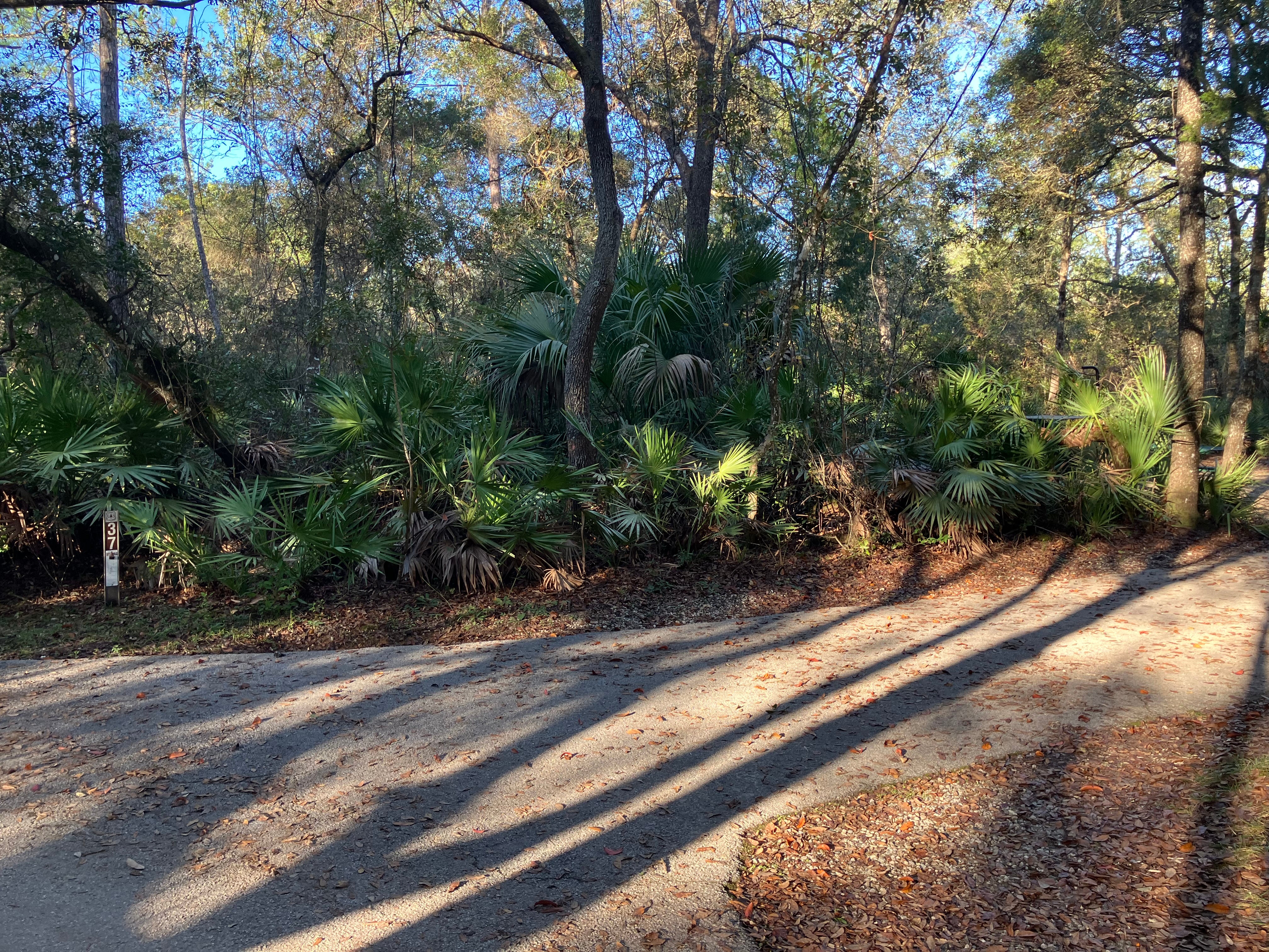 Camper submitted image from Juniper Springs Rec Area - Sandpine - 2