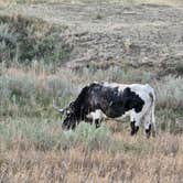 Review photo of Juniper Campground — Theodore Roosevelt National Park by Tammy P., May 25, 2025