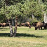 Review photo of Juniper Campground — Theodore Roosevelt National Park by Chris A., September 1, 2025