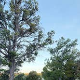 Review photo of Kaibab Forest Dispersed FR 682 by Vinny D., March 24, 2026