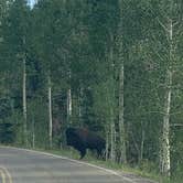 Review photo of DeMotte National Forest Campground by Beth G., September 19, 2023