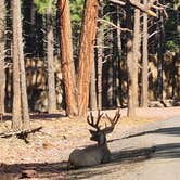 Review photo of Kaibab National Forest Kaibab Lake Campground by Love Yourself V., September 20, 2023