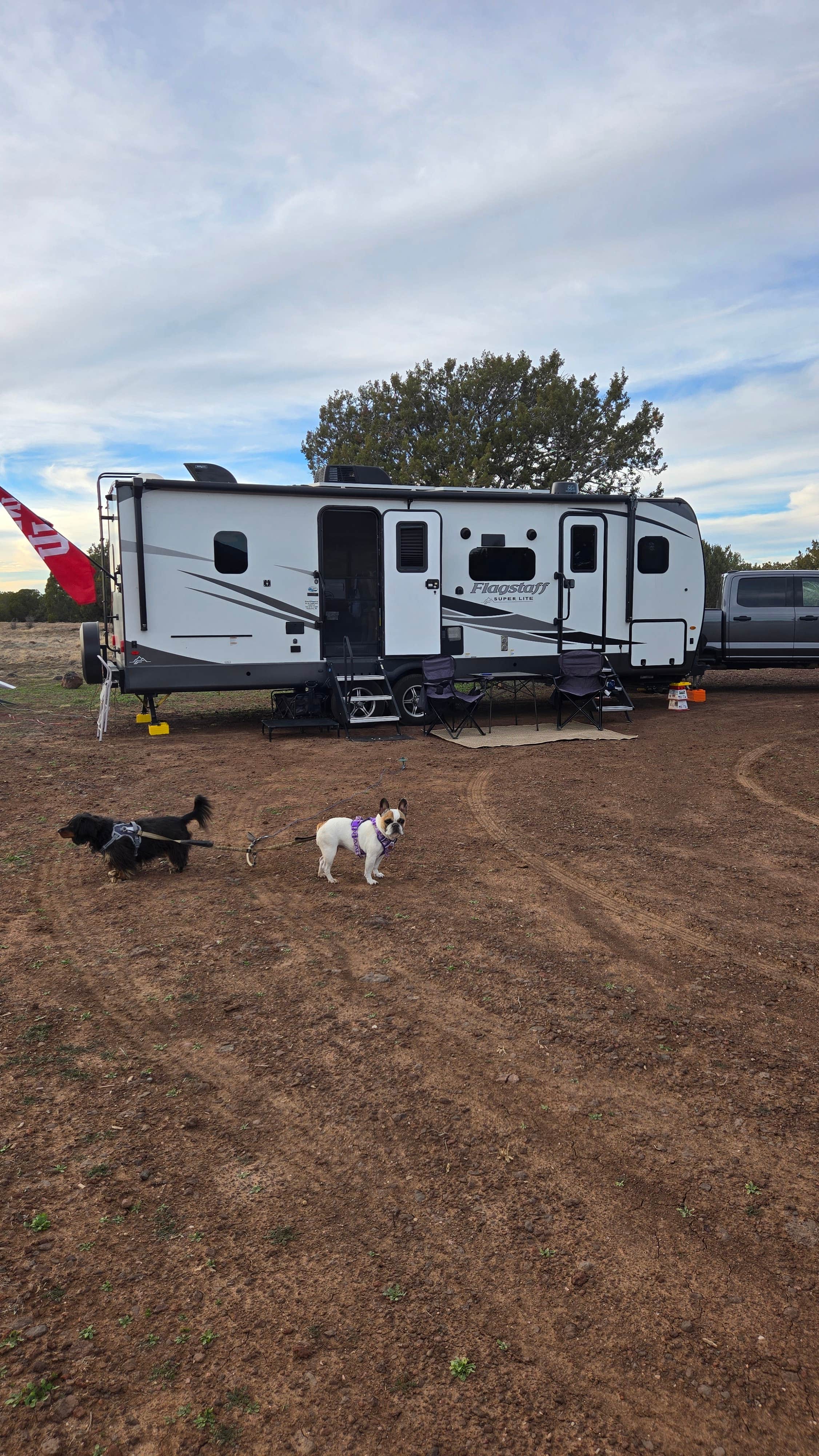 Allison D.'s photo of camping with pets at Kaibab National Forest near Williams, AZ