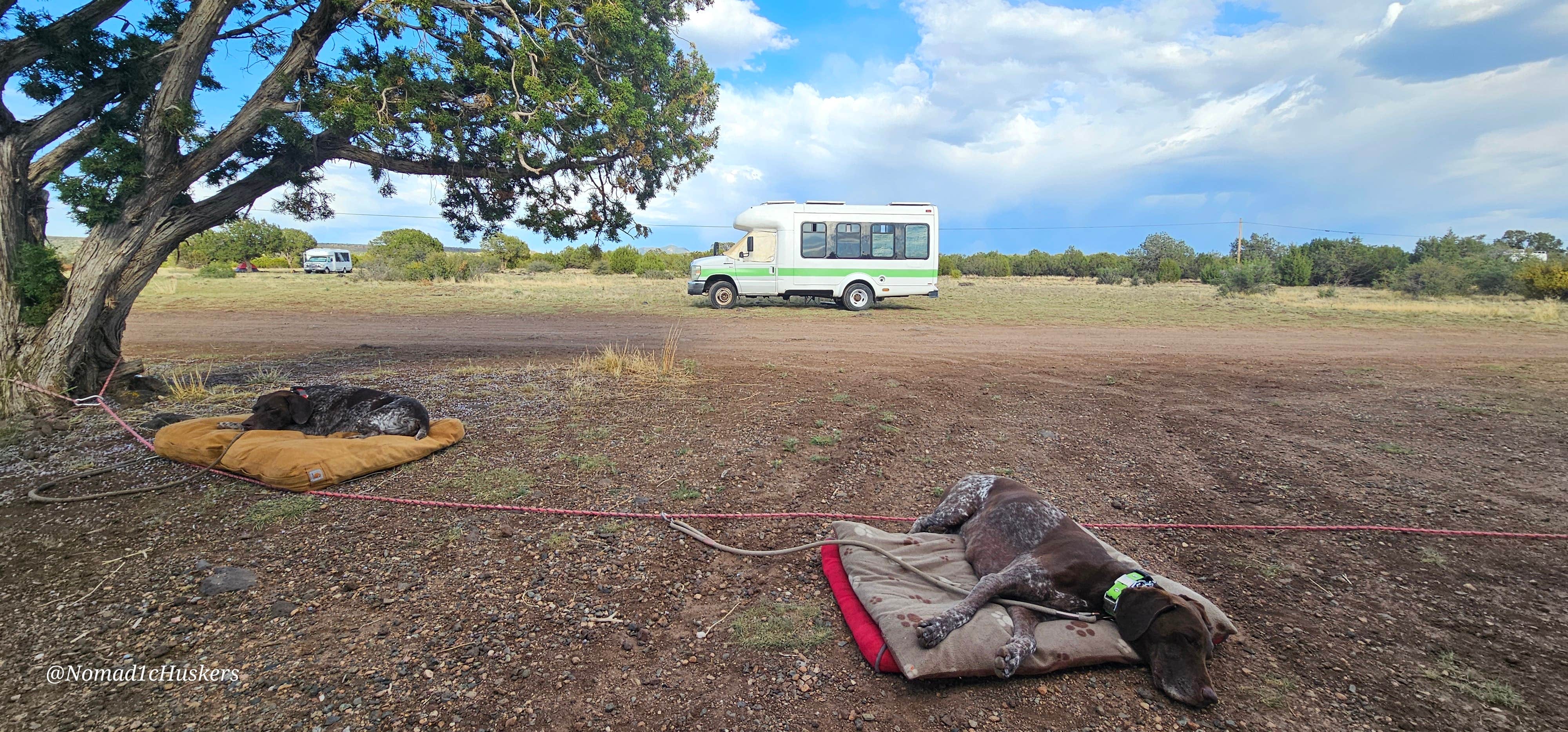 Nomad1cHuskers ..'s photo of camping with pets at Kaibab National Forest near Williams, AZ
