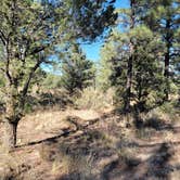 Review photo of Kaibab Rd 302 by ron R., October 26, 2024