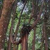 Review photo of Kalaloch Campground - group — Olympic National Park by Crystal H., July 21, 2024