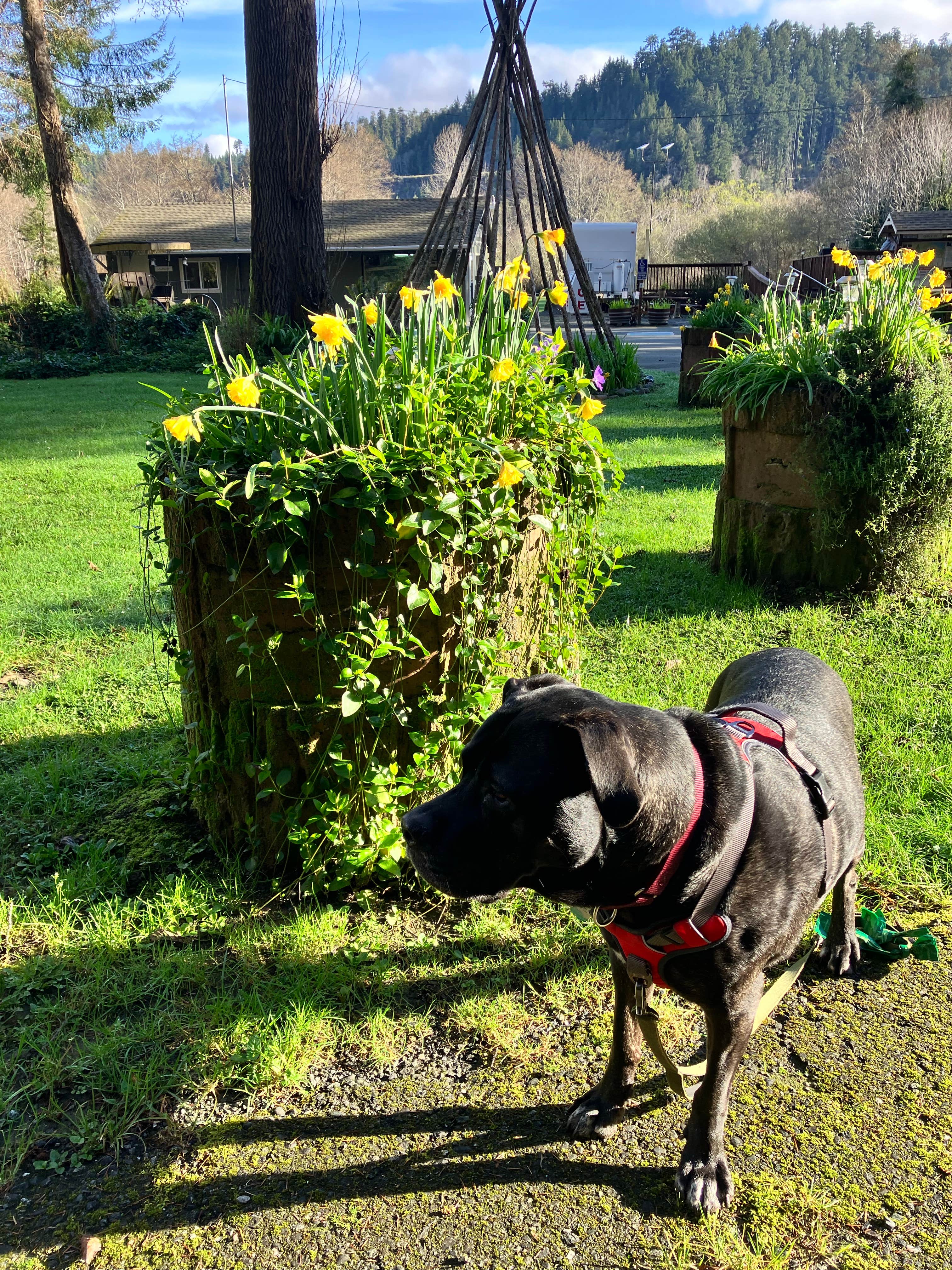 Libre J.'s photo of camping with pets at Kamp Klamath RV Park and Campground near Redwood National Park