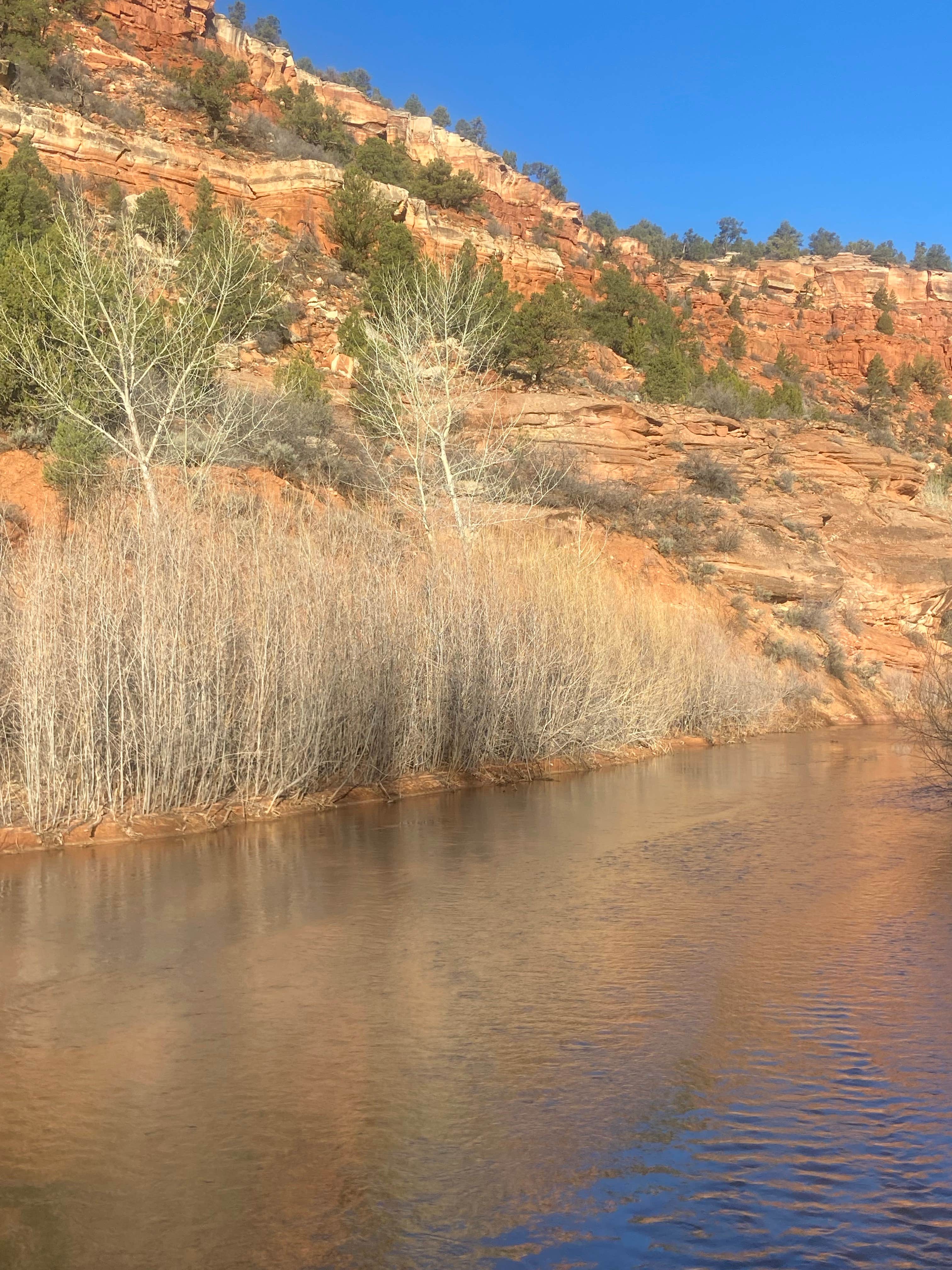 Eliza G.'s photo of a dispersed camping area at Kanab Creek / Greenhalgh Trail near Mount Carmel Junction, UT
