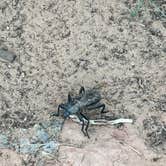 Review photo of Kanab Creek / Greenhalgh Trail by Shelby N., August 24, 2026