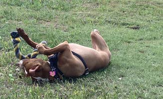Lucy P.'s photo of camping with pets at Bluffton Area — Cedar Bluff State Park near Ransom, KS