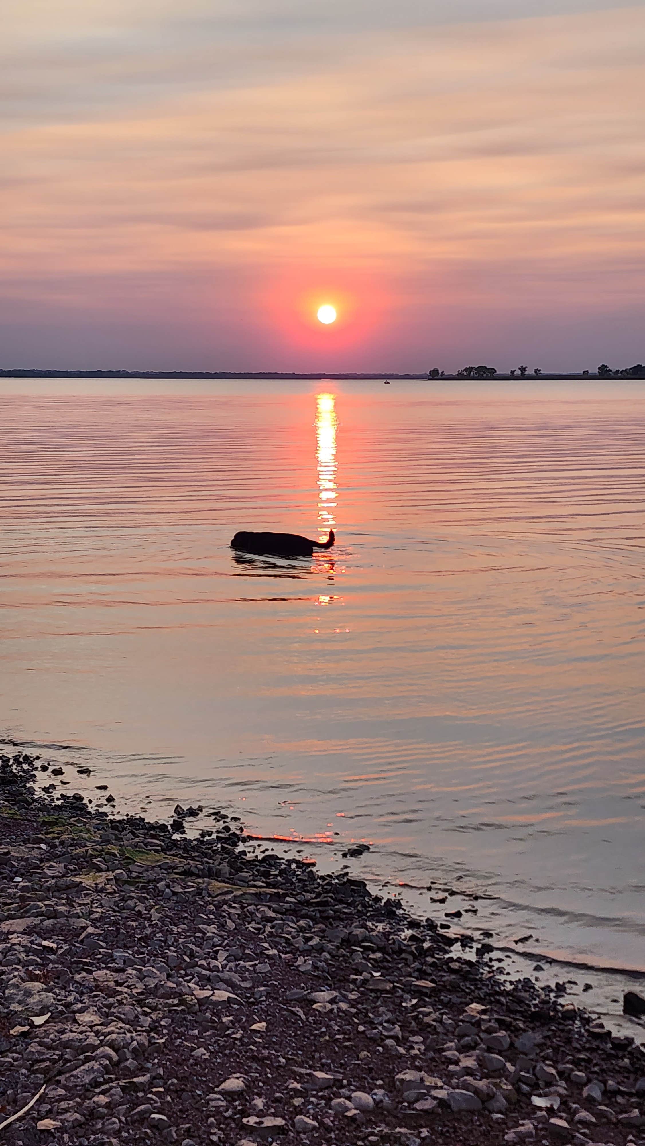 papa T.'s photo of camping with pets at East Shore Camping Area — Cheney State Park near Augusta, KS