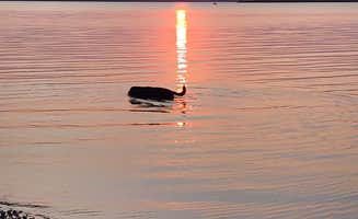 papa T.'s photo of camping with pets at East Shore Camping Area — Cheney State Park near Haysville, KS