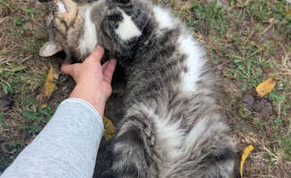 Heidi S.'s photo of camping with pets at Napawalla Park near Haysville, KS