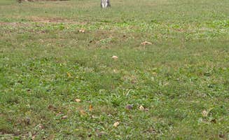 Heidi S.'s photo of camping with pets at Napawalla Park near Derby, KS