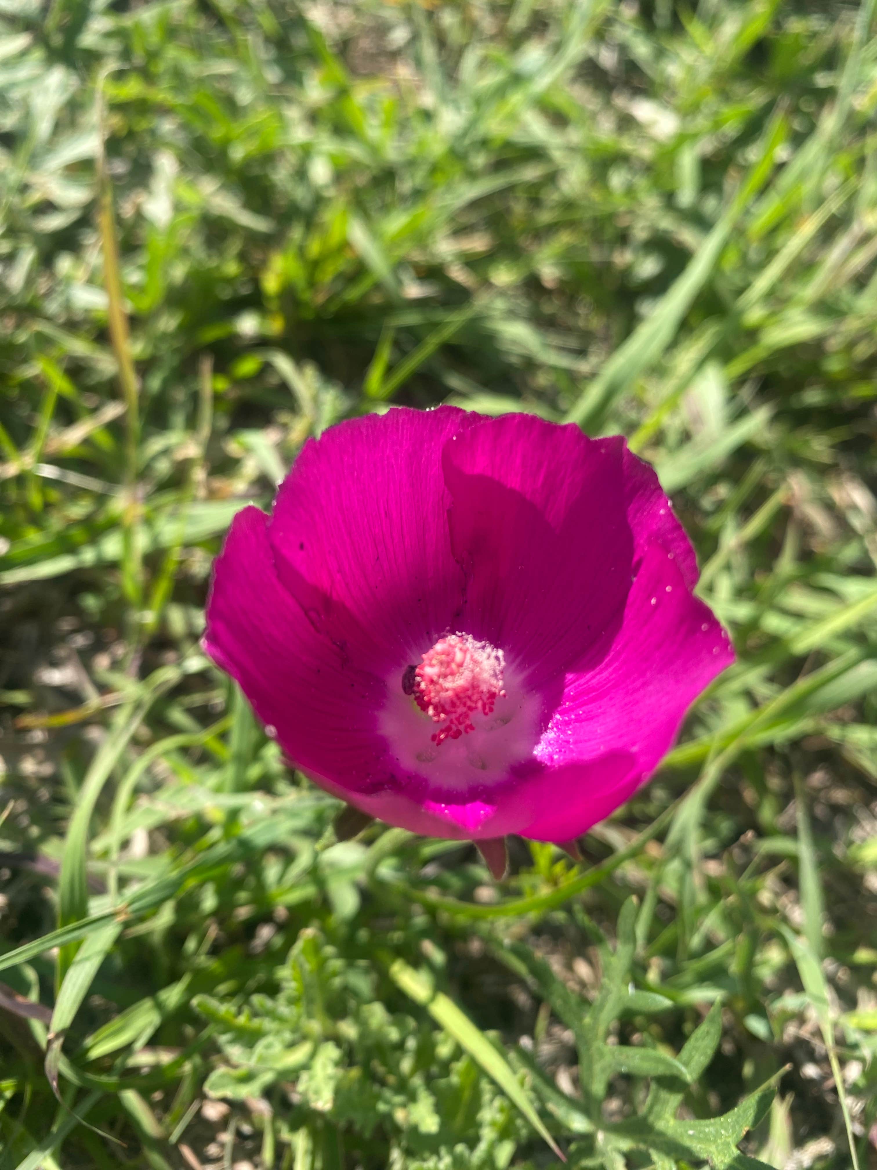 Camper-submitted photo at Timber Canyon Campground — Historic Lake Scott State Park near Scott City, KS