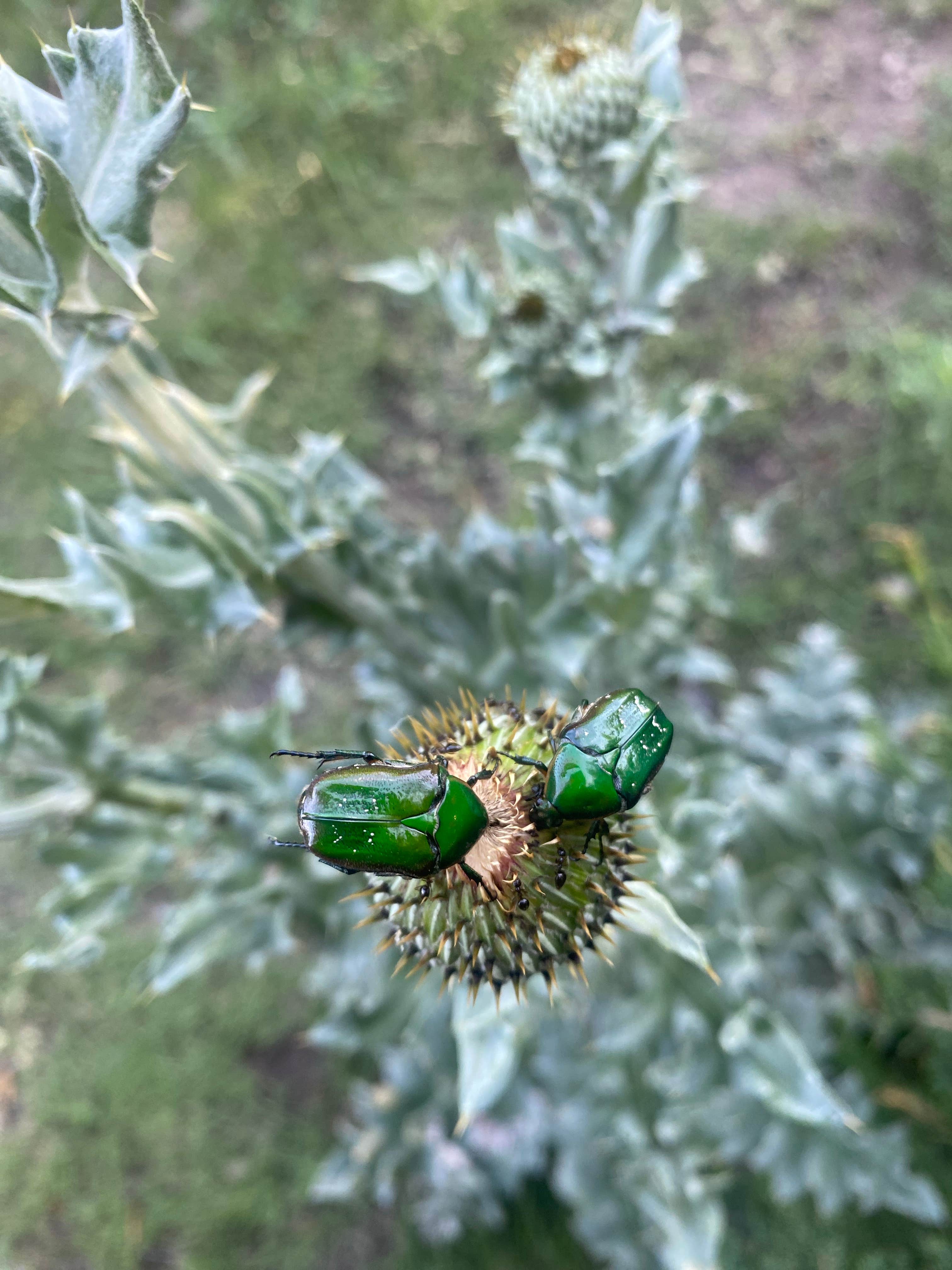 Camper-submitted photo at Timber Canyon Campground — Historic Lake Scott State Park near Scott City, KS