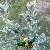 Review photo of Timber Canyon - Scott State Park by Megan C., June 6, 2024