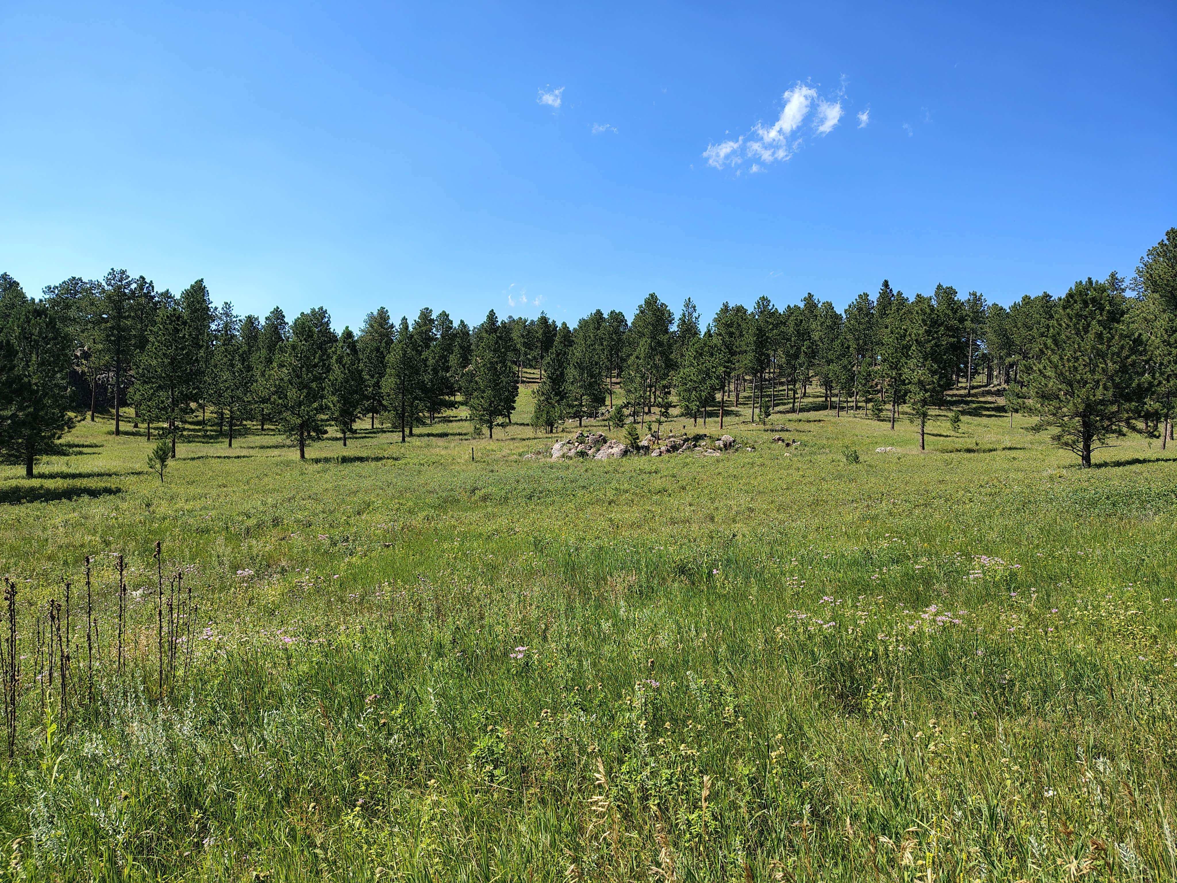 Camping near Comanche Park: Kara T. Mason,TN, Custer, South Dakota