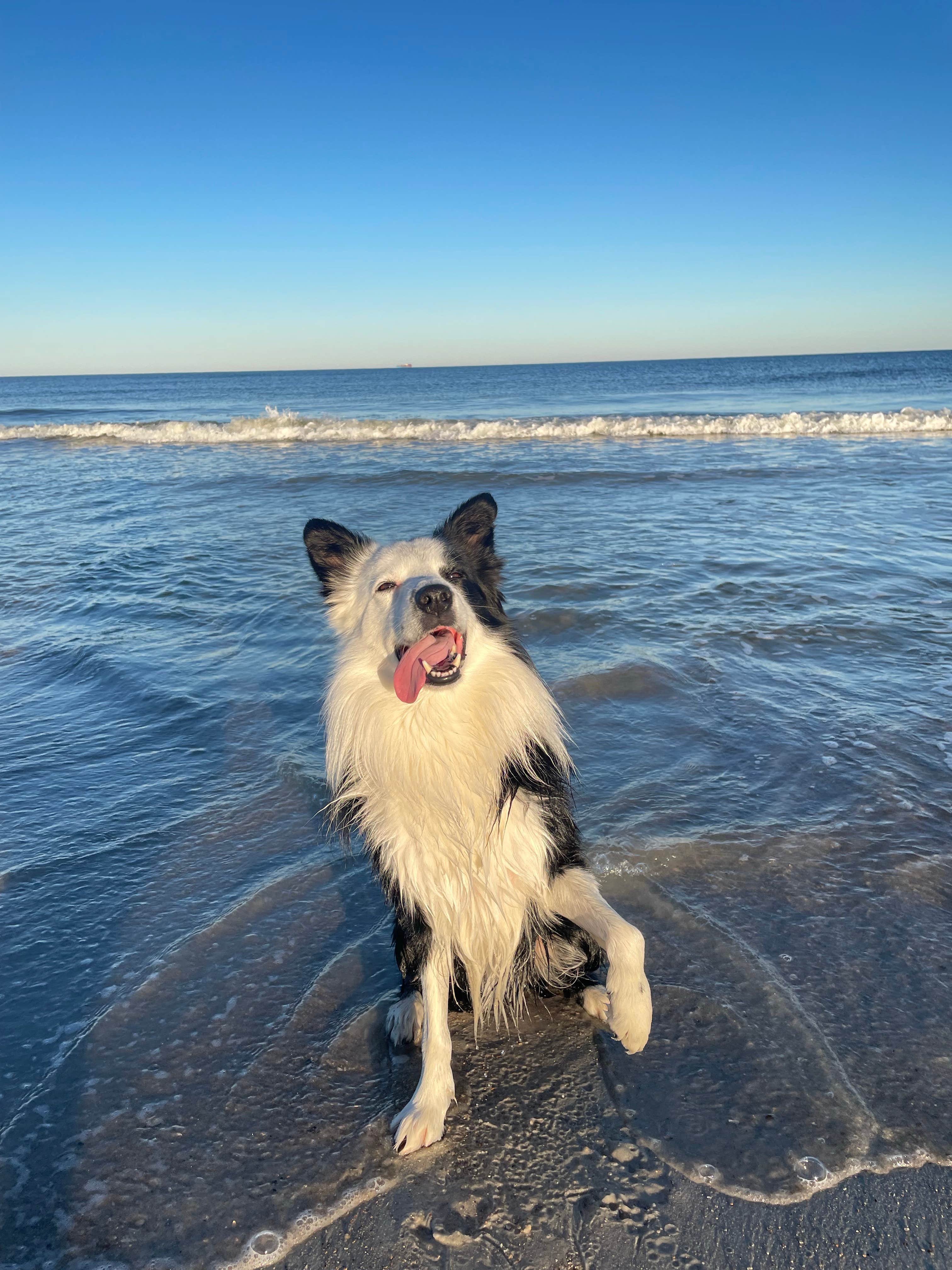 Mateo M.'s photo of camping with pets at Kathryn Abbey Hanna Park near Fleming Island, FL