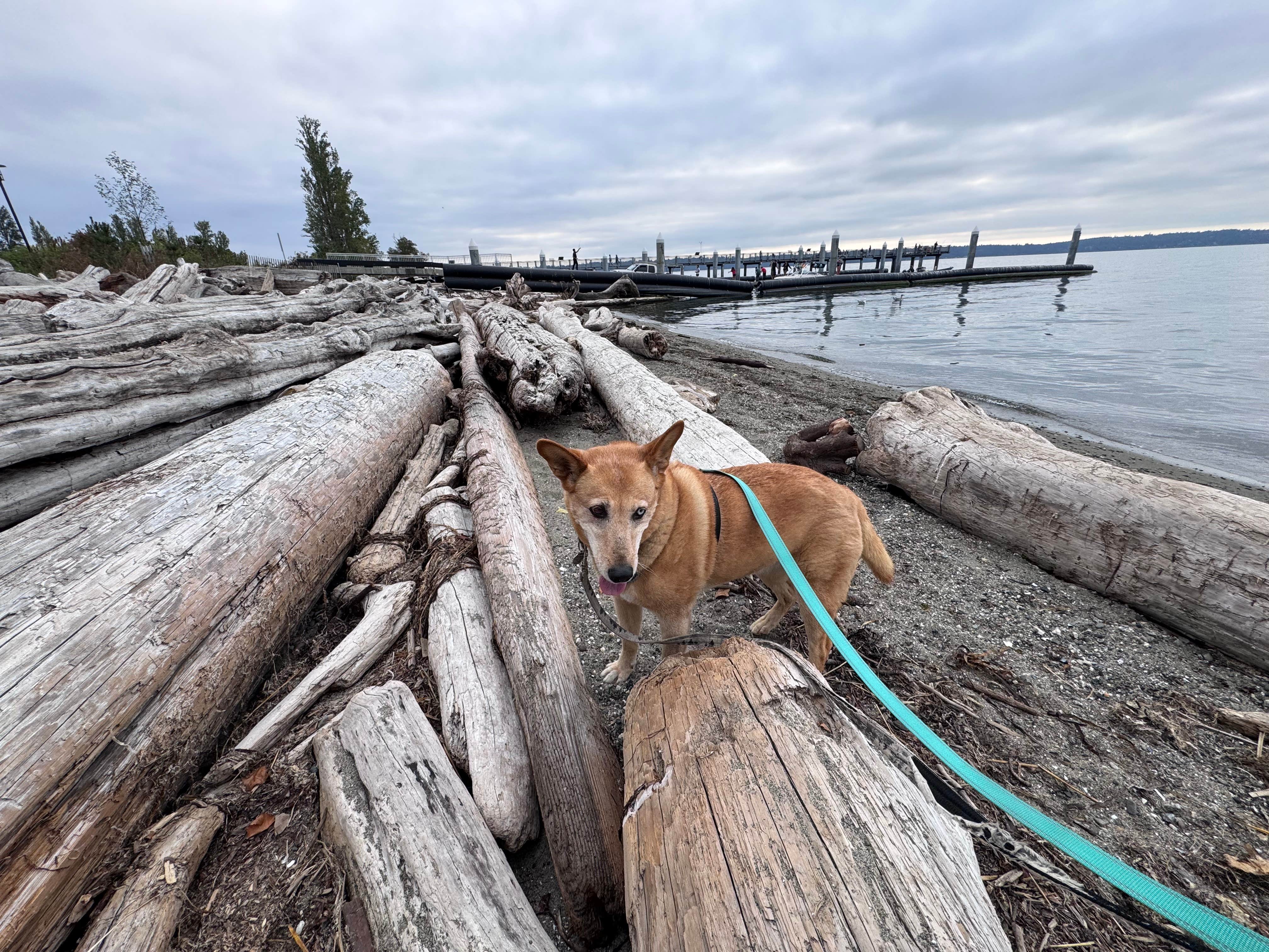 Jamie S.'s photo of camping with pets at Kayak Point County Park near Lake Forest Park, WA