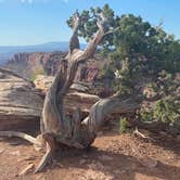 Review photo of Kayenta Campground — Dead Horse Point State Park by Peter B., October 4, 2026